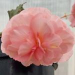     Sweetspice English Rose
