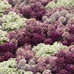  Wonderland ( )