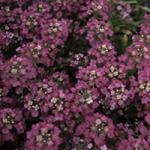  Wonderland Deep Purple