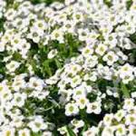  Clear Crystal White