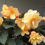    Fragrant Falls Peach