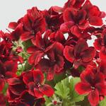  Florella Velvet Red