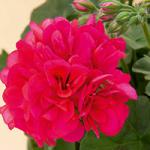   Medio Hot Pink
