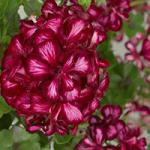   Medio Lollipop Dark Red