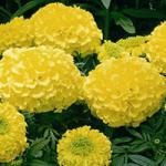   Antigua Primrose