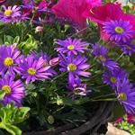  Brasco Violet