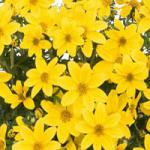  Bidy Boom Yellow Big