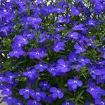  Laura Deep Blue