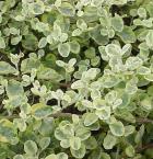  Variegata