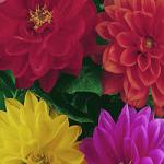   Dahlietta Sellect ( )