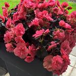   Iconia First Kiss Hot Pink