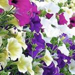  Potunia ( )