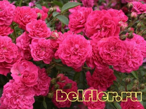 rose roxy