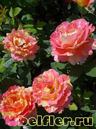  Rose Des Cisterciens 