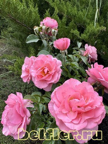 Pink Paradise