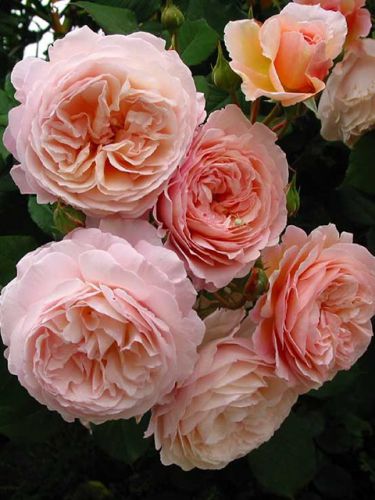  A SHropshire Lad