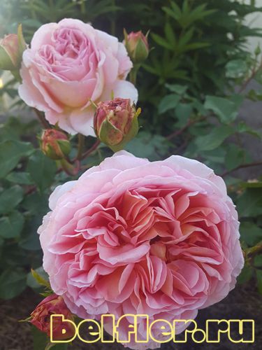  Abraham Darby 1