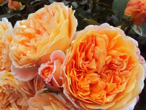  CROWN PRINCESS MARGARETA