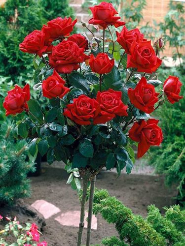  Gartenzauber 84