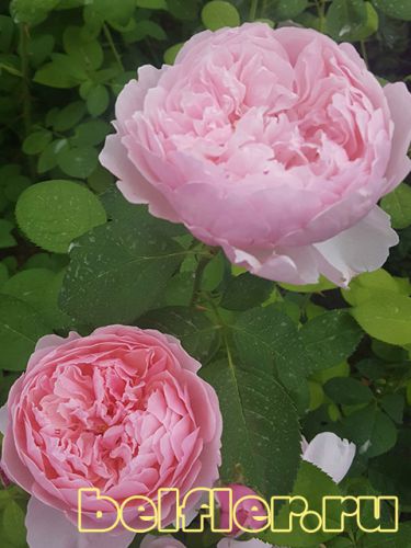  The Alnwick Rose 1