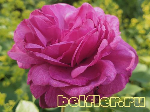  Kaffe Fassett Rose