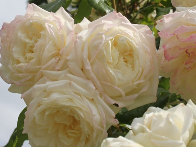 Плетистые розы - Посадочный материал декоративных растений, ландшафтныйдизайн - Бельфлёр Воронеж