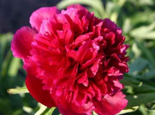  Rubra Plena