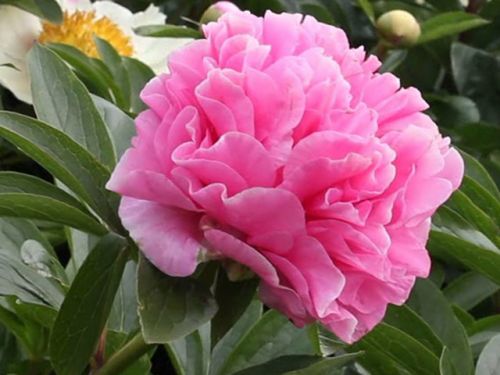  Carnation Bouquet