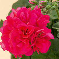   Medio Hot Pink
