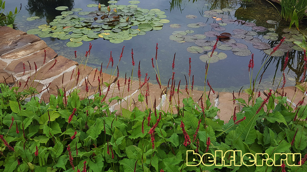 Водные и прибрежные растения - Посадочный материал декоративных растений,  ландшафтный дизайн - Бельфлёр Воронеж