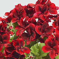 Florella Velvet Red