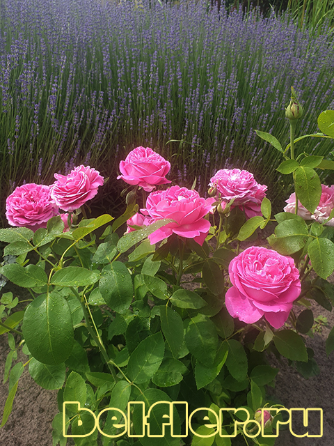Роза Поль Нейрон Фото