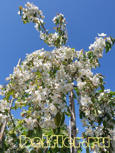   Pendula