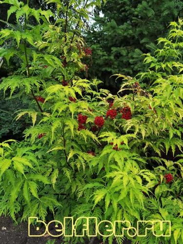   Plumosa Aurea