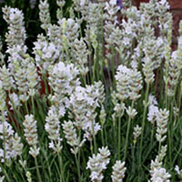   Early White Scent