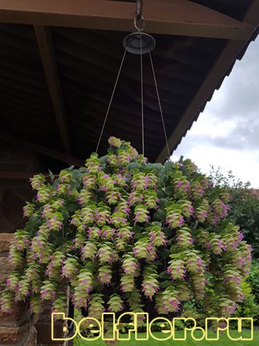   Pagoda Bells   