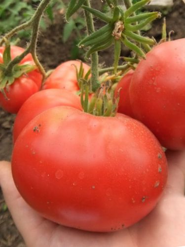 ����� ����������� ��������