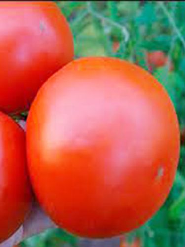 ����� ����������� �����������