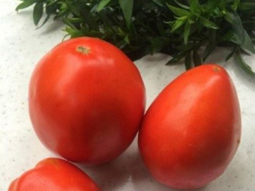 ����� �������� �����������