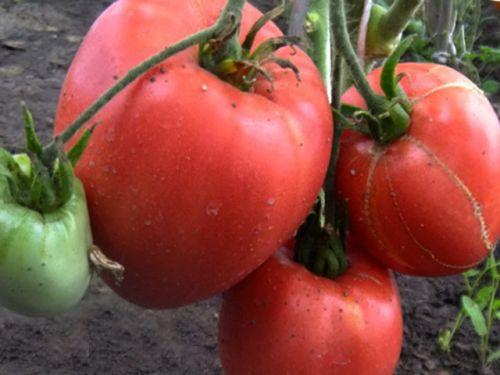 ����� ��������� �����������