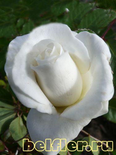  ren Blixen