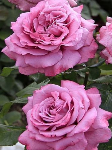  Claude Brasseur