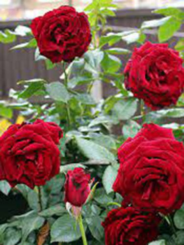  Crimson Cascade