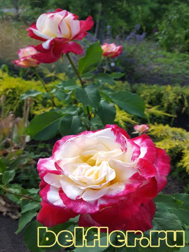  Double Delight 1