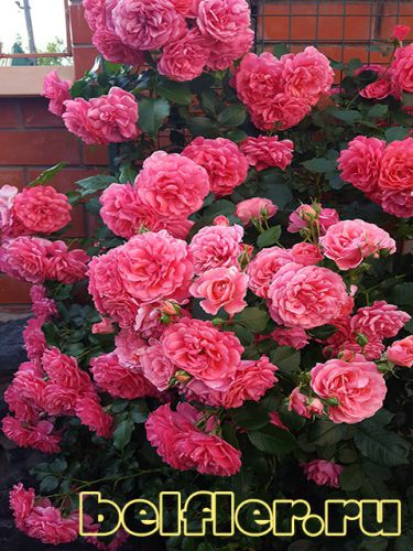  Rosarium Uetersen 2