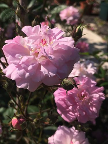  Brise Parfum