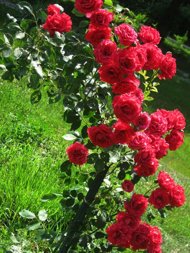  Red New Dawn
