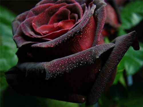  Black Baccara