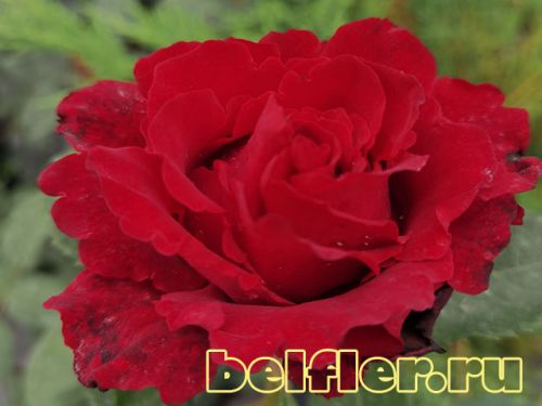  Hommage a Barbara
