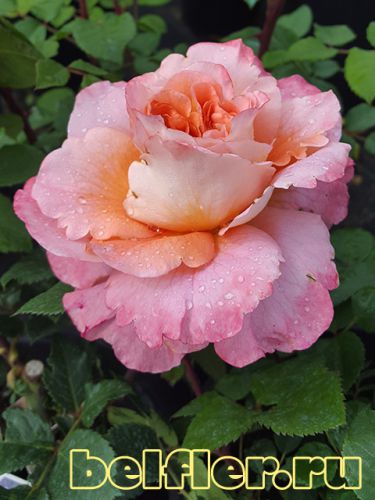  Augusta Luise 1
